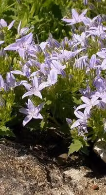 6 x Campanula garganica - Menta di montagna - vaso 9 x 9 cm