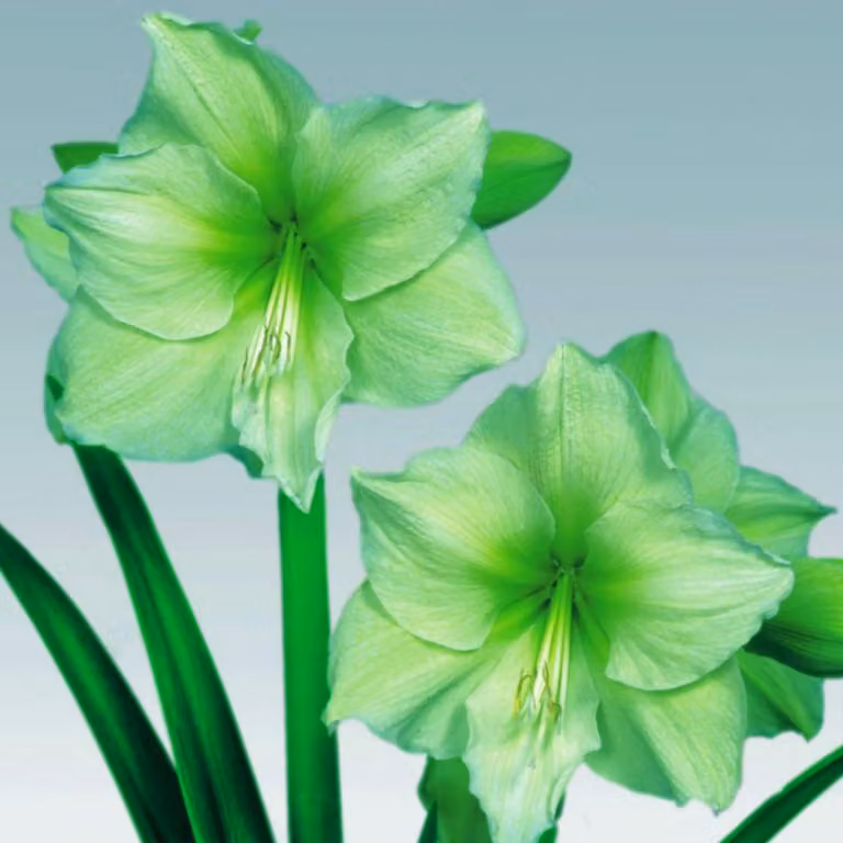 Hippeastrum Fiore Bulbo Fiori Cavaliere Stella Amaryllis Limona 1 pz.