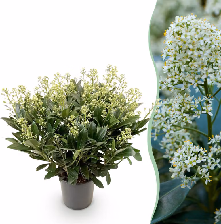 Skimmia japonica Finchy - Fiore bianco - 40+ fiori - rustica - 50-60cm - Ø19cm - Pianta da giardino