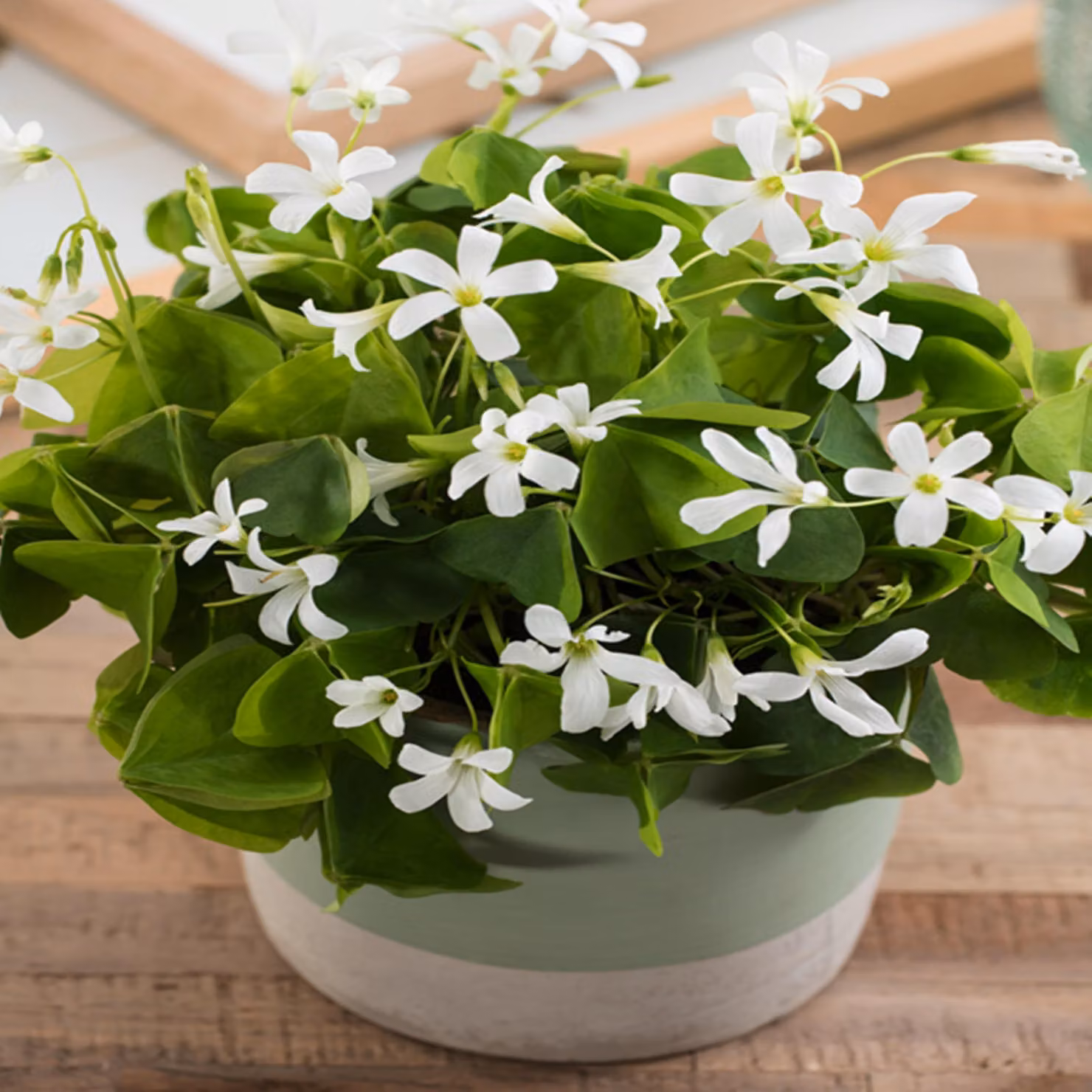 Oxalis Oxalis Irish Mist 5 pz Bulbi da fiore