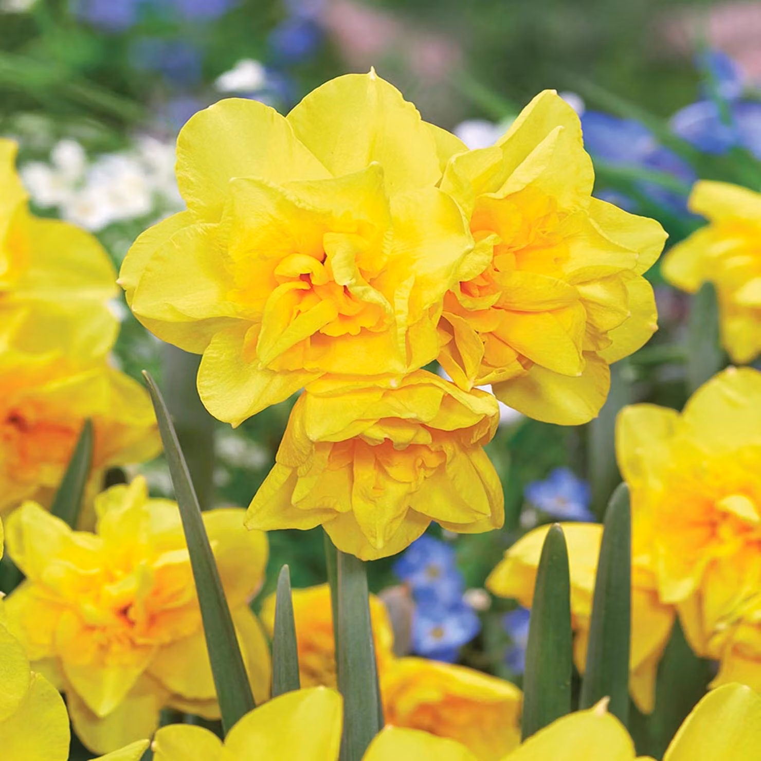 Bulbi di giunchiglia Bulbi di fiori Botanical Daffodil Golden Delicious 5 pz.