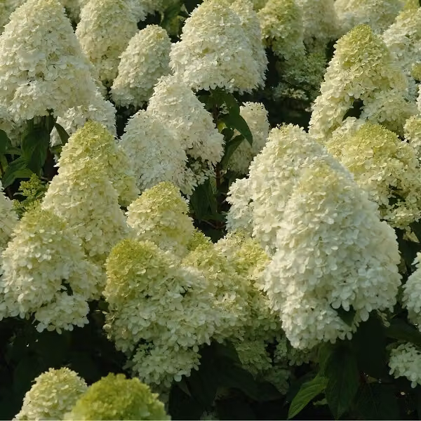 Ortensie - Hydrangea paniculata 'Limelight' | 60-80 cm in vaso
