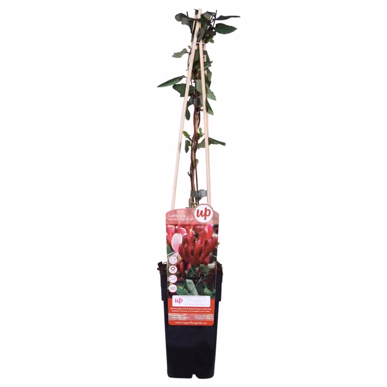 Lonicera Japonica 'Red World' - ↨65Cm - Ø15
