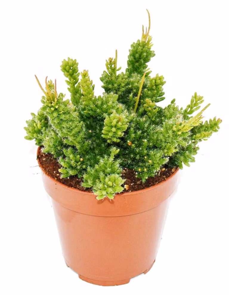 Rhipsalis mesembryanthemoides - cactus corallo - in vaso da 12 cm