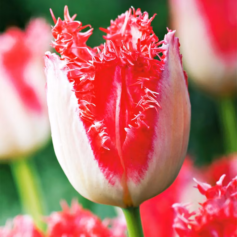 Tulipani Bulbi Fiori Tulipano frangiato Sweet Simone 5 pz.