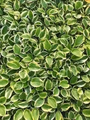 6 x Hosta hybr. 'Brim Cup' - Hosta - vaso 9 x 9 cm