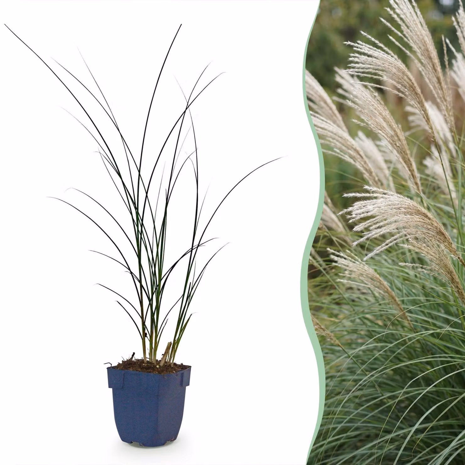 Miscanthus sin. Gracillimus - Erba di Pampus - Con pannocchia - Verde - 12 piante - 15-25cm - Ø11cm - Pianta da giardino