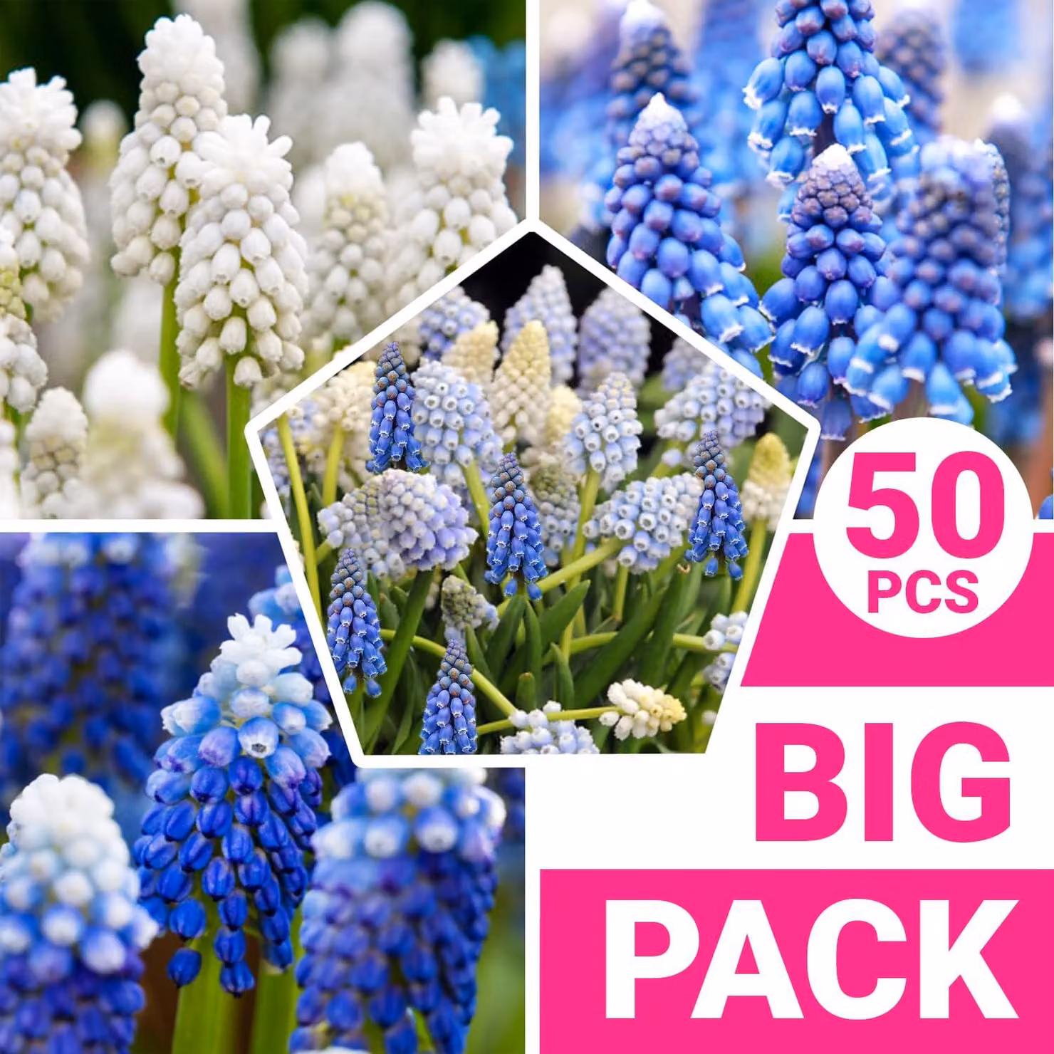 Bulbi di fiori perenni, resistenti al gelo - Miscela di Muscari - 50 bulbi - Mix di 5 varietà/colori provenienti dai Paesi Bassi - Vere e proprie piante di Muscari resistenti al gelo - Ideali per giardino, vasi e balconi