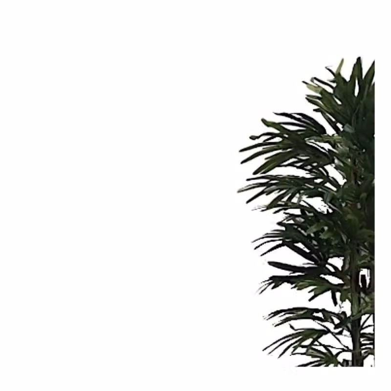 Pianta ornamentale Fan Palm verde di Effezeta Italia con vaso in plastica, Altezza: 140 cm – 2