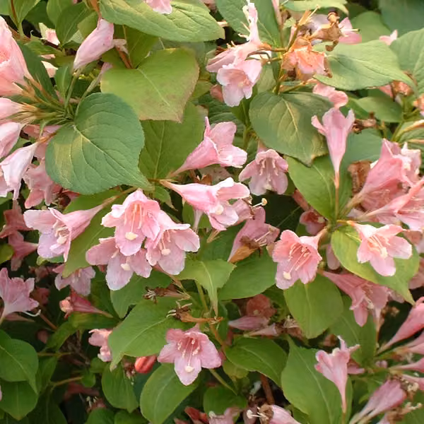 2 piante di Weigela - Weigela 'Rosea' | Altezza: 50-60 cm, in vaso