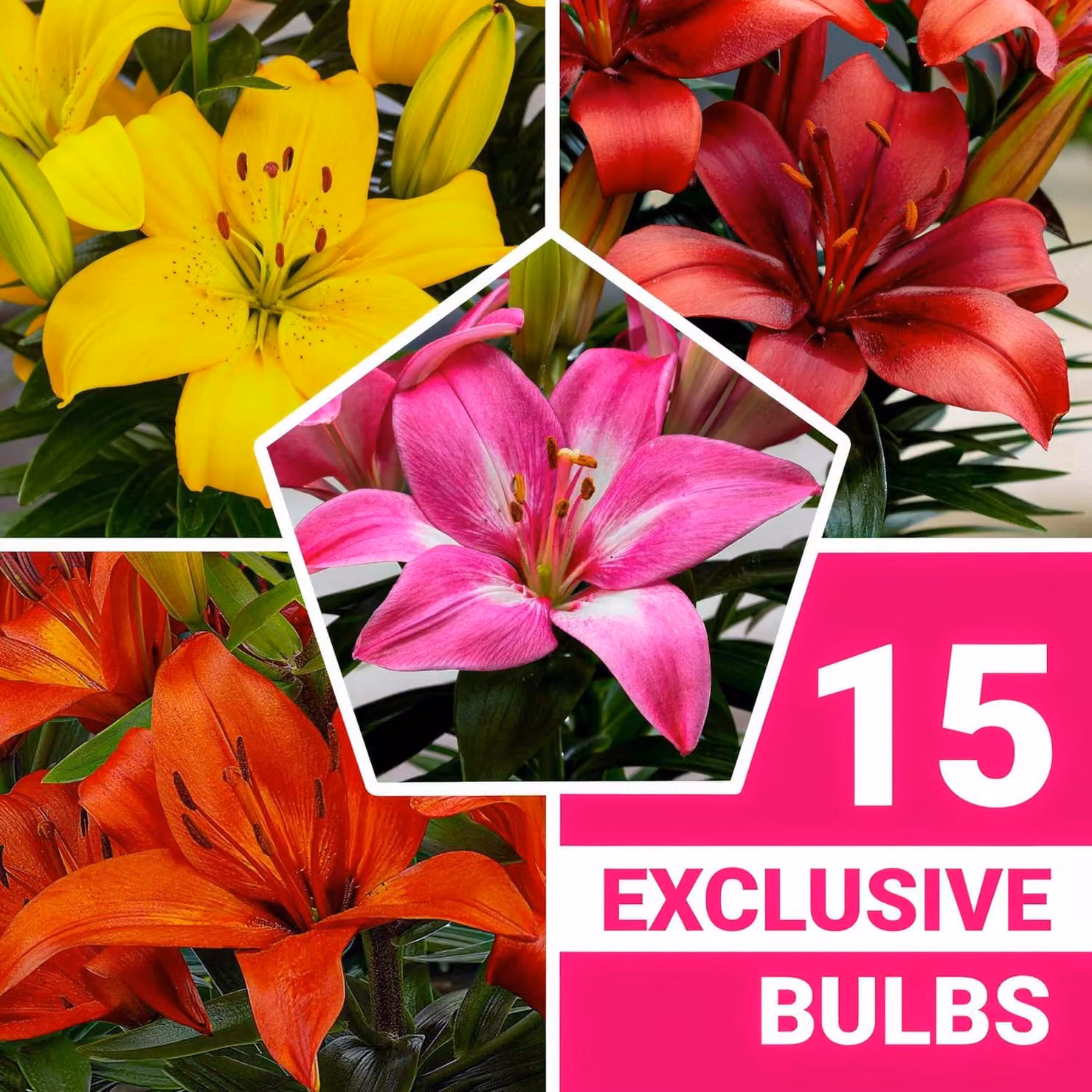Bulbi di giglio resistenti al freddo invernale, perenni - Collezione di gigli da giardino Matrix - 15 bulbi - Mix di 5 varietà, 3 di ogni colore, mix di bulbi di fiori provenienti dai Paesi Bassi (senza semi)