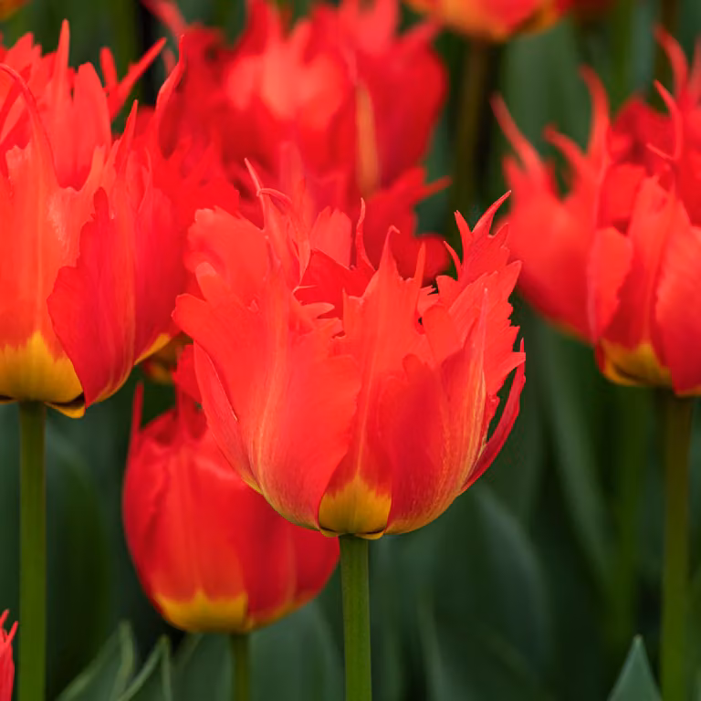 Tulipani Bulbi Fiori Darwin Tulipano Robbedoes 5 pz.