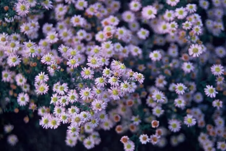 Selvatica - Aster ageratoides 'Stardust' - Ø10-25cm - Ø9cm - 6 piante