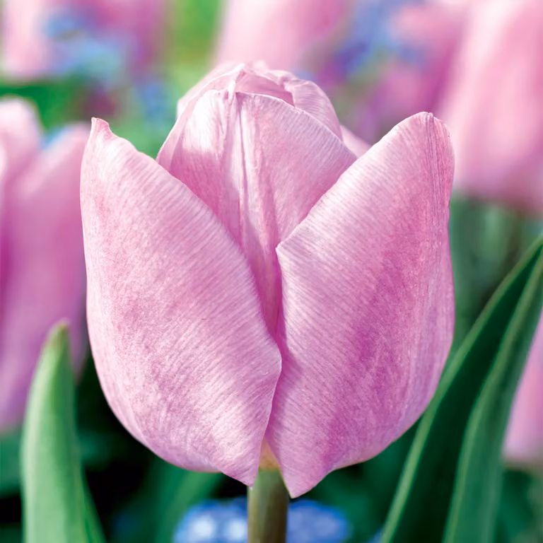 Tulipani Bulbi di fiori Bulbi di fiori Tulipani rosa chiaro 100 pz.