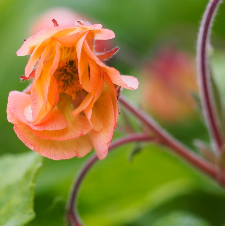 6 x Geum ibrido - Geum ibrido 'Smokey Peach' | Vaso da 9x9 cm