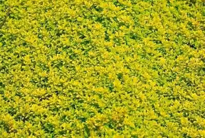 6 x Thymus citr. 'Aureus' - Timo - Vaso 9 x 9 cm