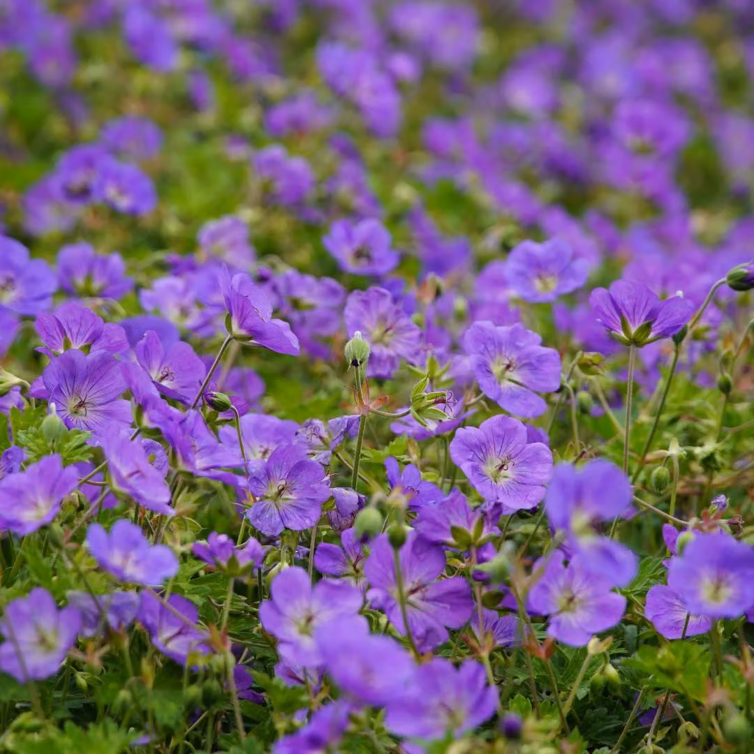 Geranio Azure Rush, 6 piante, Ø9cm, altezza 10-25cm, pianta perenne resistente