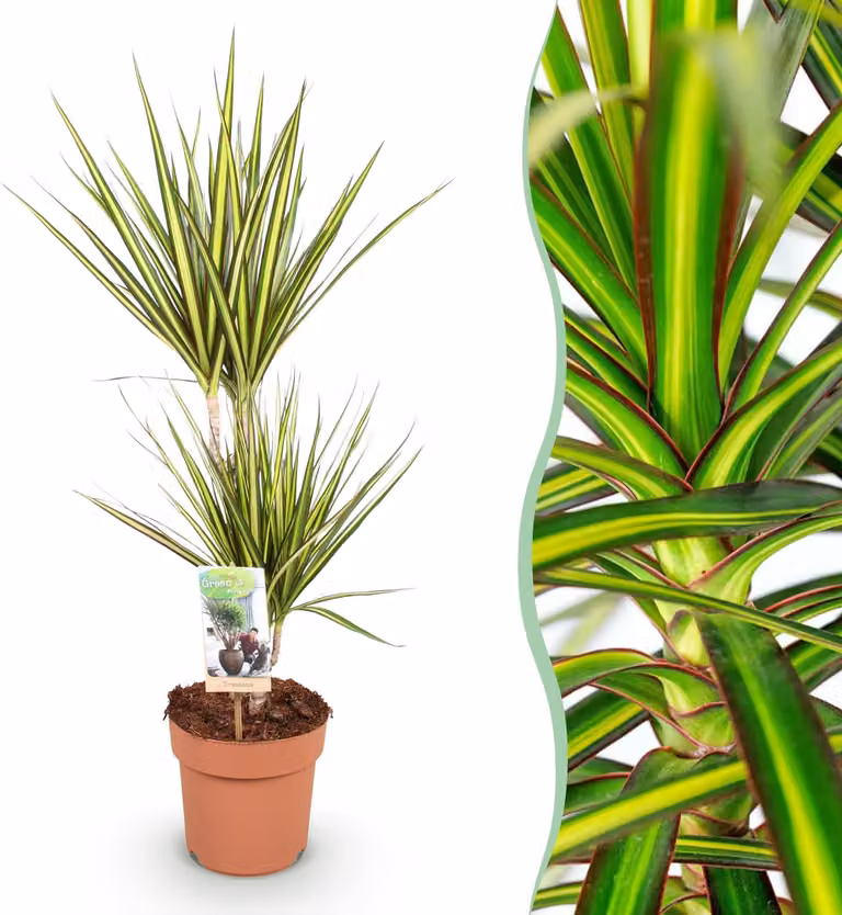 Dracaena Sunray - Albero del drago - Bassa manutenzione - Verde - 70-75cm - Ø17cm - Pianta d'appartamento - Sempreverde
