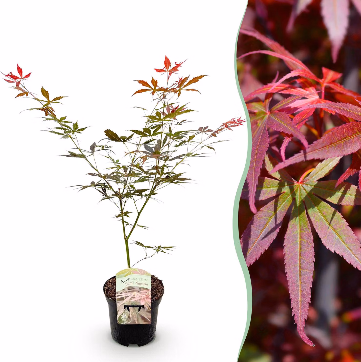 Pianta da terrazzo - Acero giapponese - Acer palmatum Sumi-nagashi - Rosso - 1 Pianta - Deciduo - 60-70cm - Ø25cm - Pianta da giardino