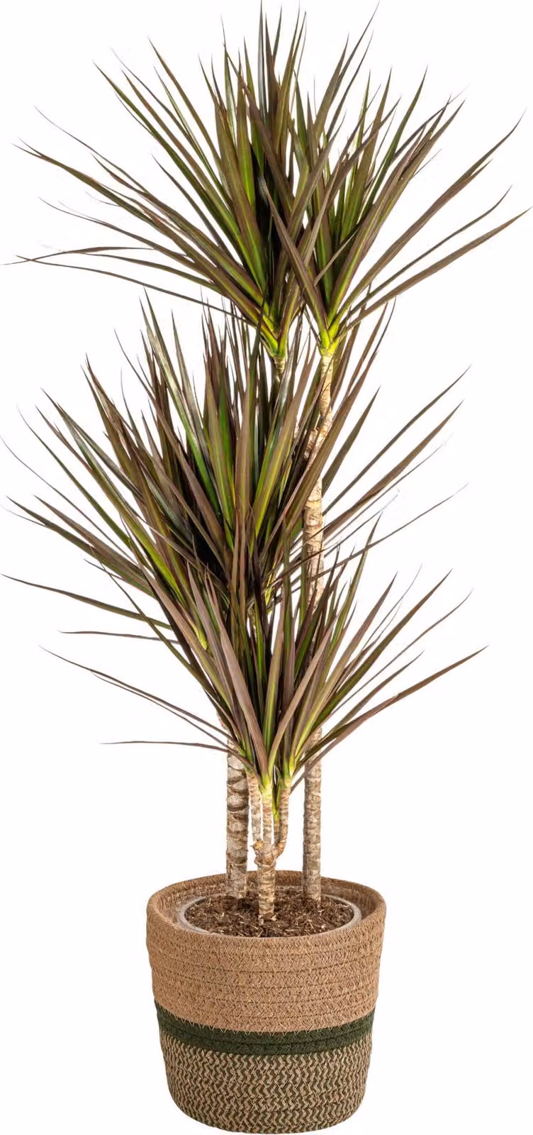 Dracaena Marginata Magenta con cesto in vimini - Altezza 110-130cm - Ø21cm