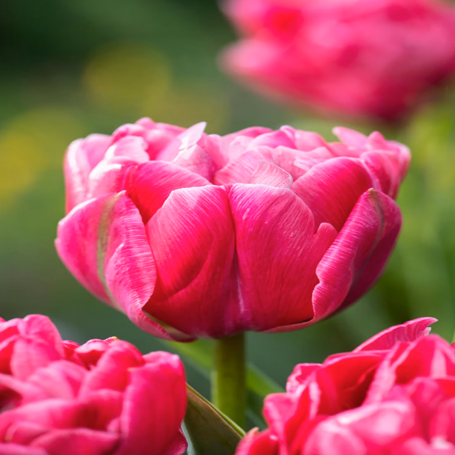 Tulipani Bulbi Fiori Tulipano doppio Aveyron 5 pz.
