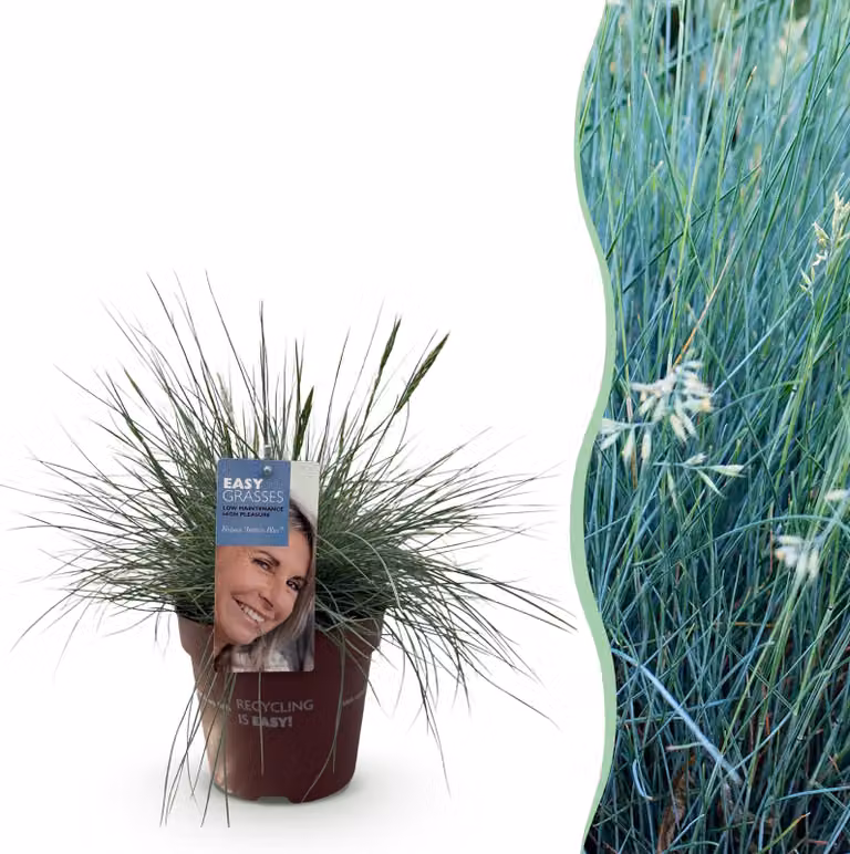 Erbe ornamentali - Festuca glauca Blu intenso - Blu - Sempreverde - Difficile da coltivare - 40-50cm - Ø17cm - Pianta da giardino