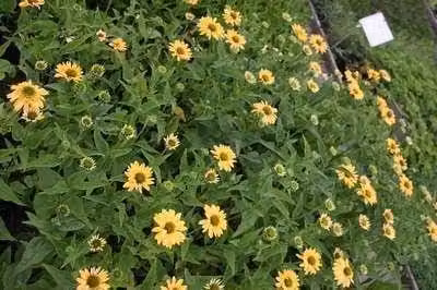 6 x Echinacea purp. 'Aloha'® - fiore di conifera - vaso 9 x 9 cm