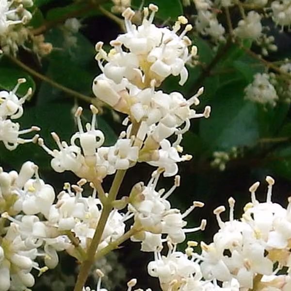 2 piante di Ligustro giapponese (Ligustrum japonicum 'Rotundifolium'), alte 15-20 cm, in vaso