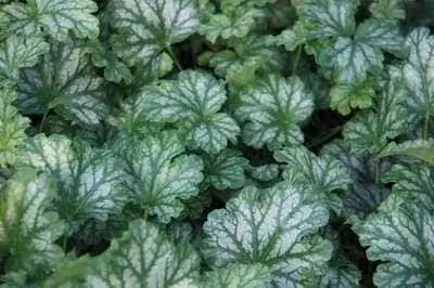 6 x Heuchera hybr. 'Paris' - Campanula viola - vaso 9 x 9 cm