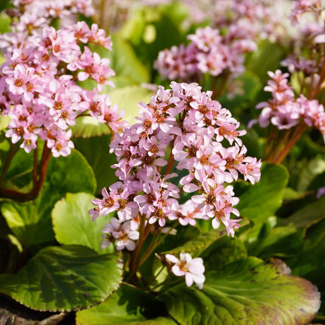 Bergenia cordifolia - 6 piante - 10-25cm - Ø9cm - Piante perenni sempreverdi