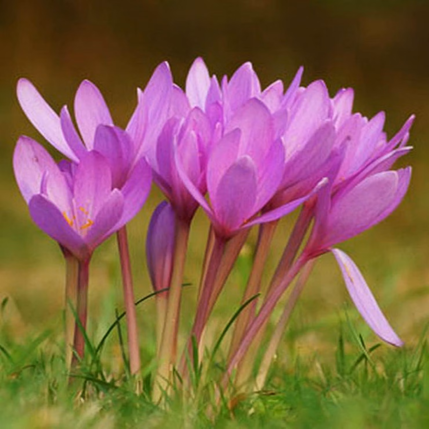 Bulbi da fiore Colchicum Bulbi da fiore Autunno crocus Giganteum 1 pz.