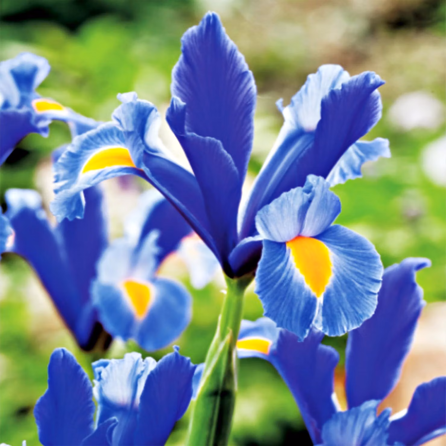 Bulbi di iris "Saphire Beauty", 10 pezzi. Gladioli olandesi.