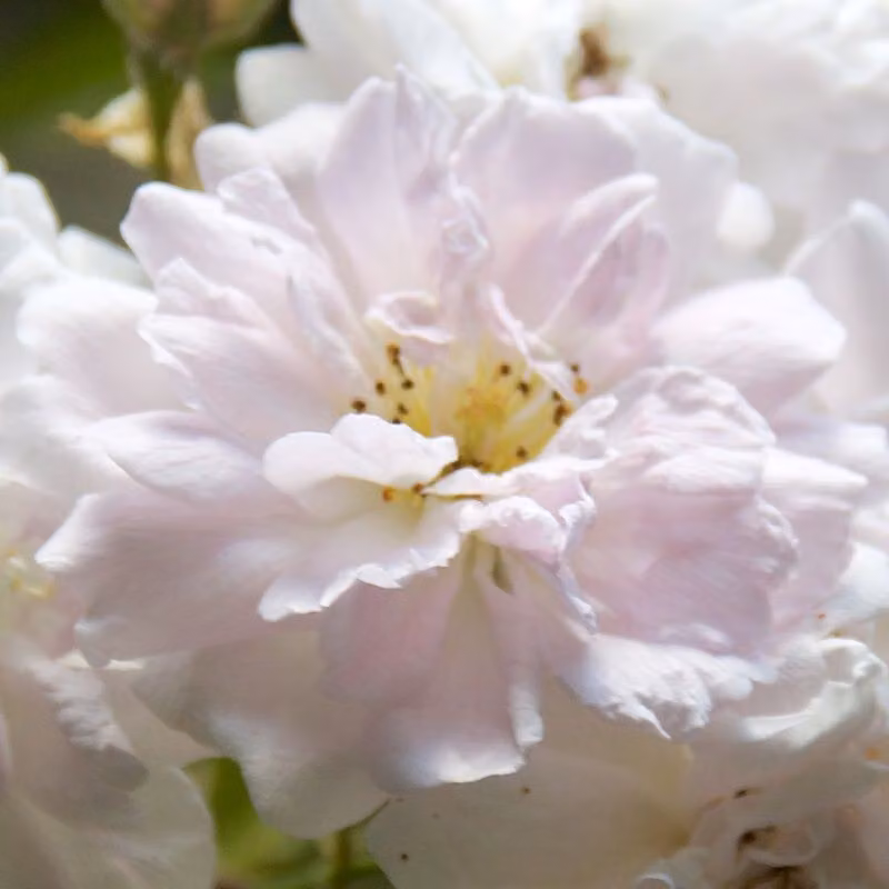 Rosa - Rosa rampicante - Rosa 'Paul's Himalayan Musk'