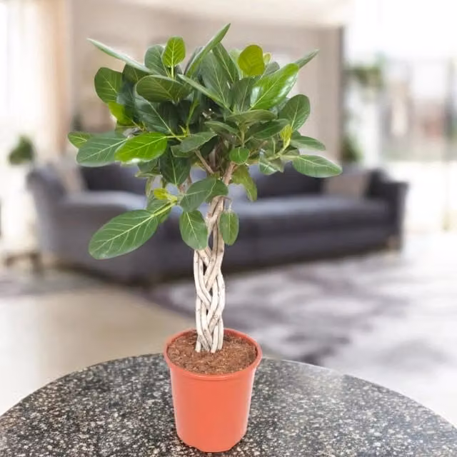 Pianta da interno ornamentale Gardenaria Ficus benghalensis verde, Altezza: 130 cm