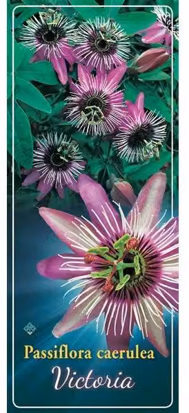 Passiflora resistente al freddo Passiflora Victoria ca. 30 cm - bellezza esotica - pianta rampicante perenne