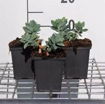 6 x Euphorbia cyparissias - euforbia - vaso 9 x 9 cm
