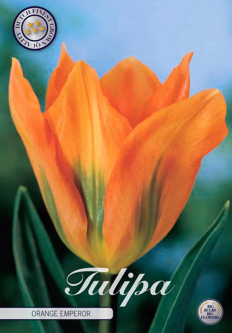 Tulipano Orange Emperor (10 bulbi) | Bulbi di tulipano di Sam van Schooten