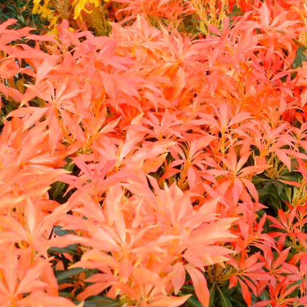 Schattenglöckchen - Pieris 'Forest Flame' | 30-40 cm in vaso