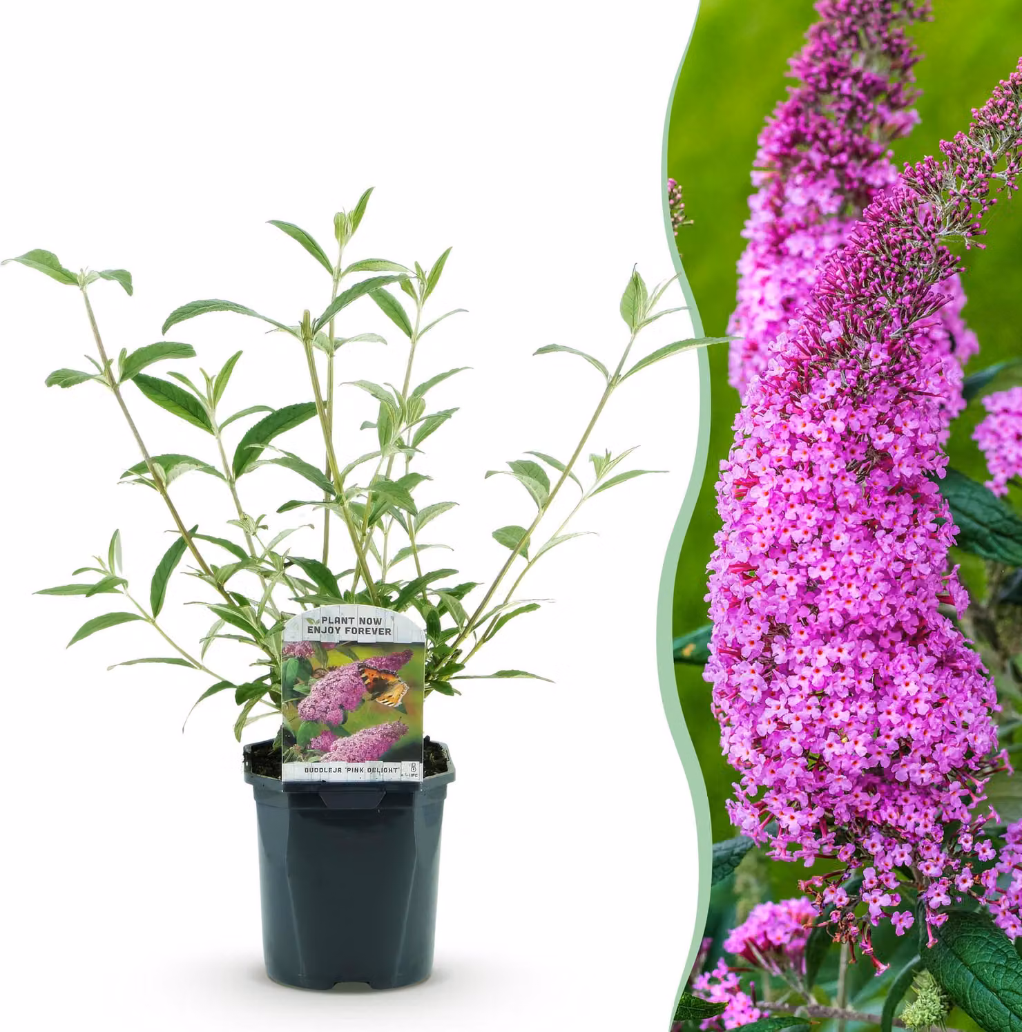 Arbusto delle farfalle - Buddleja davidii Pink Delight - Fiore rosa - 1 Pianta - Deciduo - Attrae le farfalle - 25-40cm - Ø18cm - Pianta da giardino