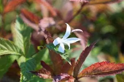 6 x Gillenia trifoliata - Spirea trifogliata - vaso 9 x 9 cm