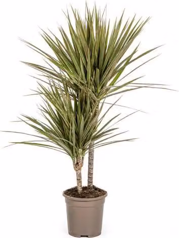 Dracaena Marginata Bicolor, pianta da appartamento, Ø17cm, altezza 60cm, facile