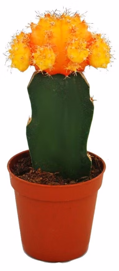 Gymnocalycium mihanovichii - fragola cactus - arancione - vaso da 5,5 cm