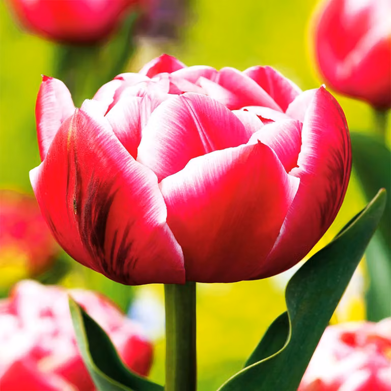 Tulipani Bulbi Fiori Tulipani doppi Columbus 5 pz.