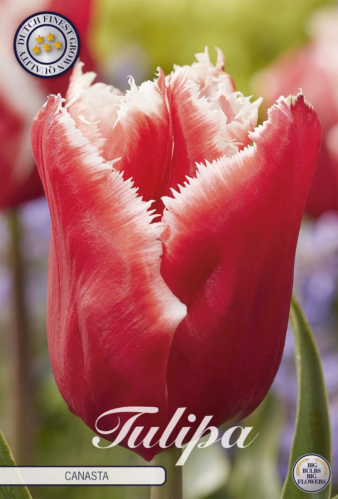 Tulipano Canasta (7 bulbi) | Bulbi di tulipano di Sam van Schooten