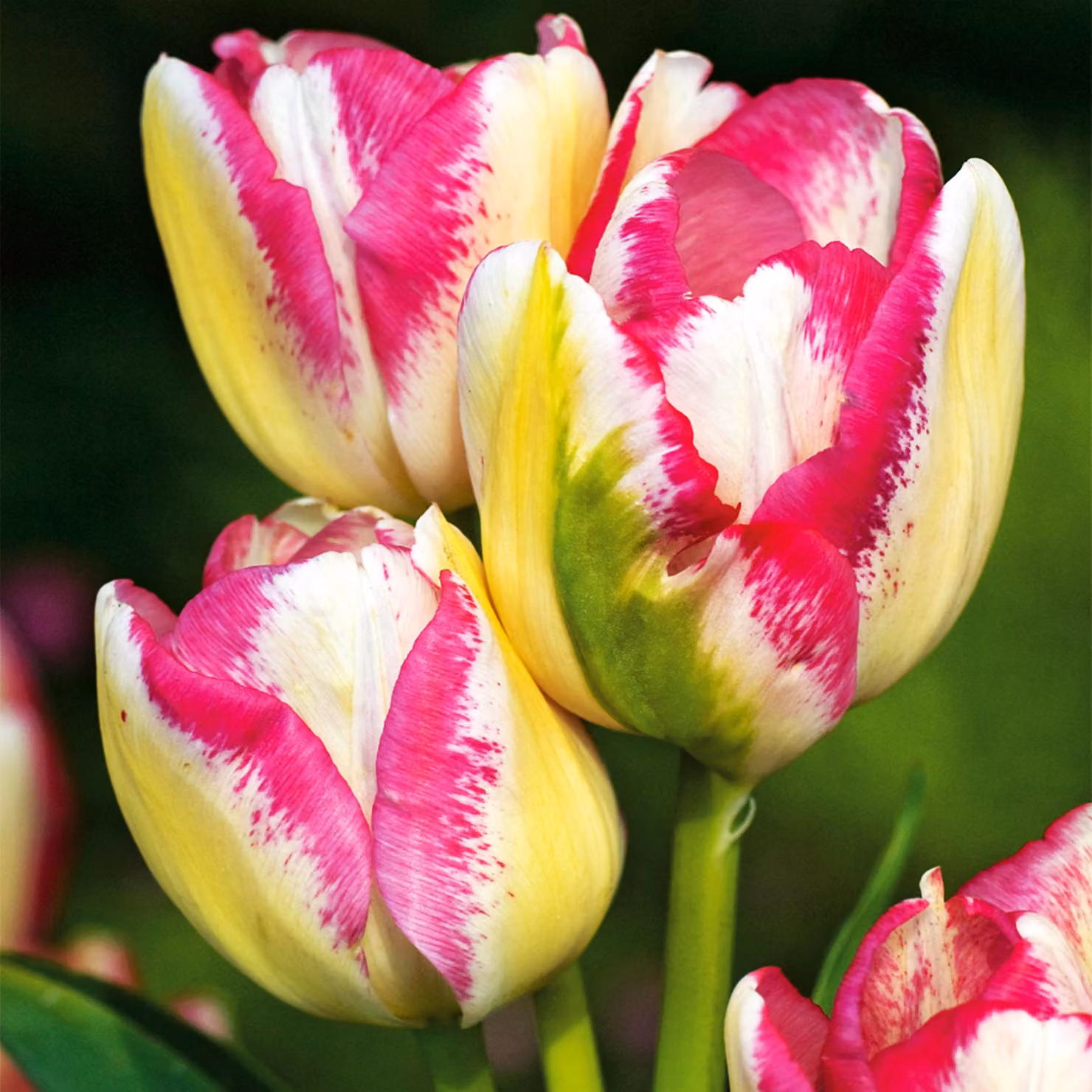 Tulipani Bulbi Bulbi Fiori Tulipano Del Piero a fiore multiplo 5 pz.