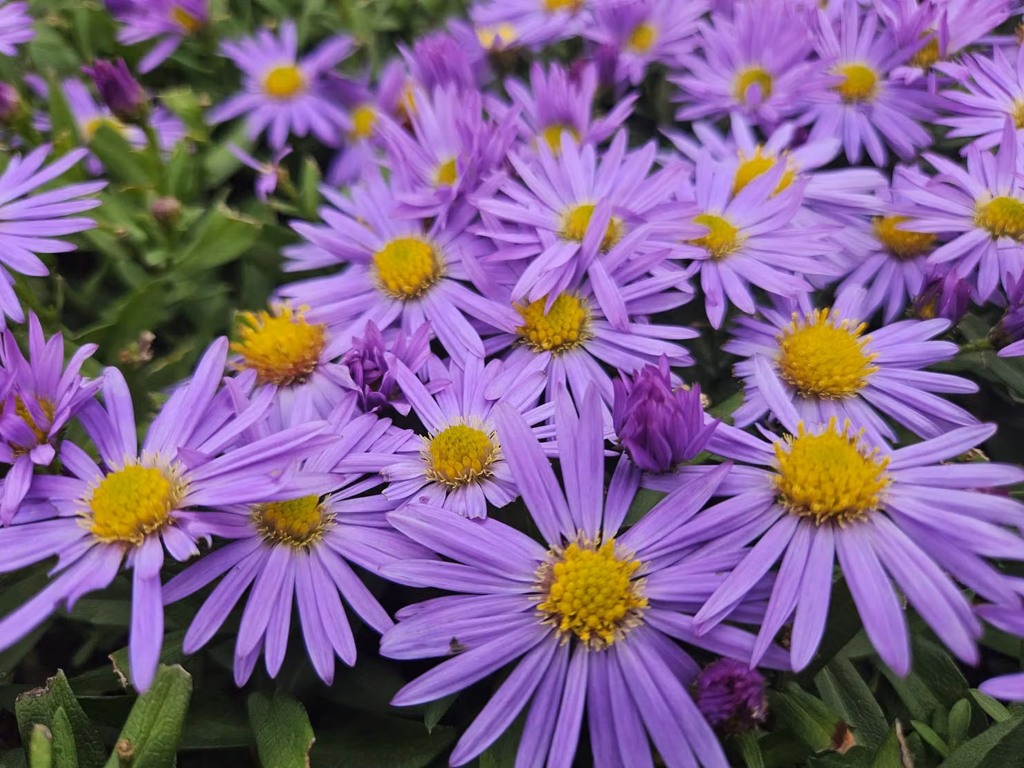 Cuscino - Aster (D) 'Prof. Anton Kippenberg' - Ø10-25cm - Ø9cm - 6 piante