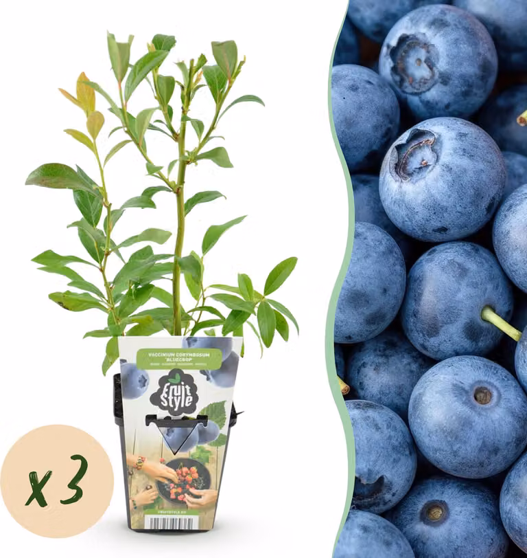 Mirtillo - Vaccinium corymbossum Bluegold - Difficile - 3 piante - 15-25cm - Ø9cm - Pianta da giardino