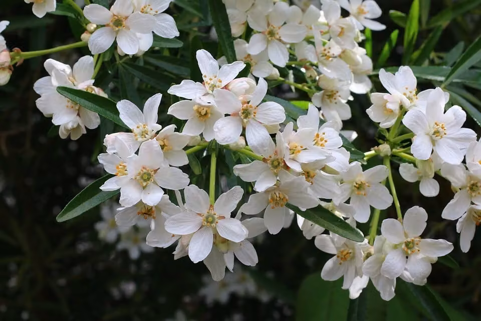 Choisya ternata White Dazzler 30-40 cm - Fiore d'arancio - arbusto sempreverde di piccole dimensioni