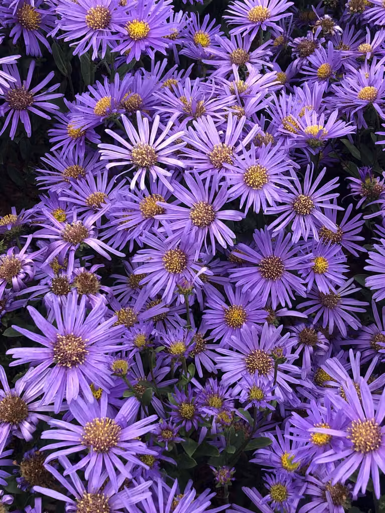 6 x Aster amellus 'Blue King' - Astro di montagna in vaso 9x9 cm