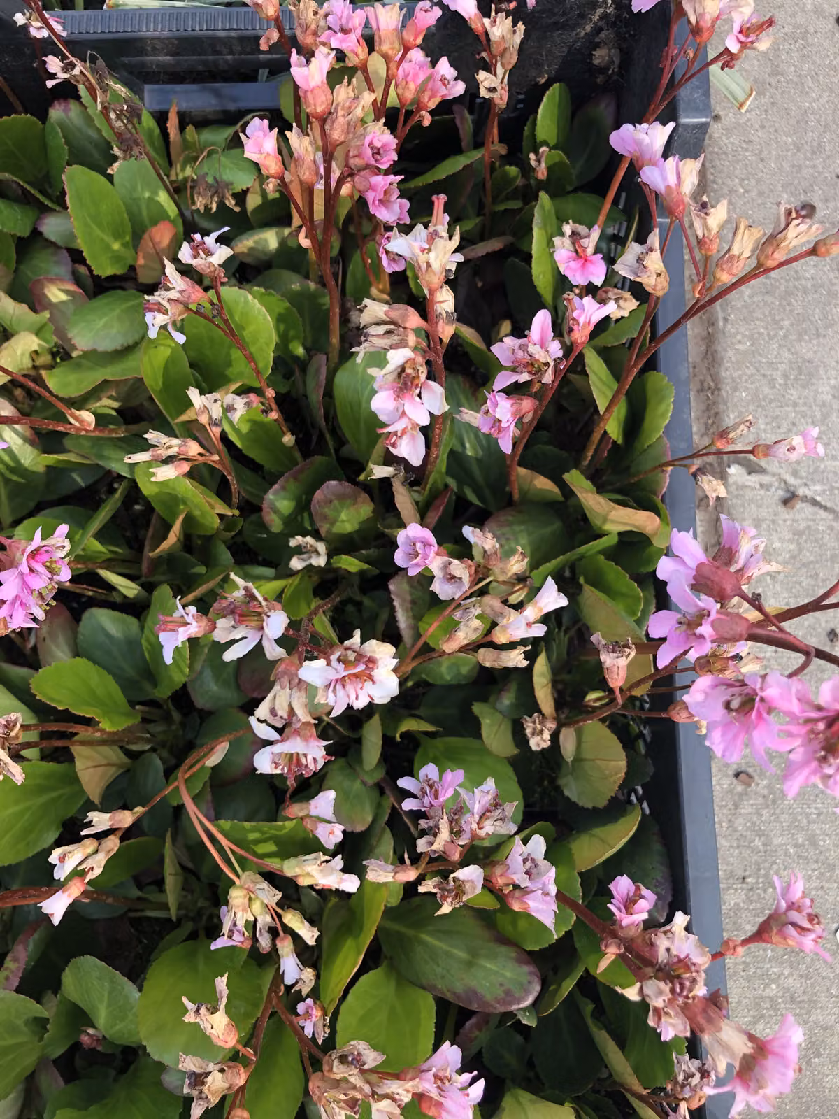 6 x Bergenia 'Bressingham Ruby' - pianta di ciabattino in vaso 9x9 cm